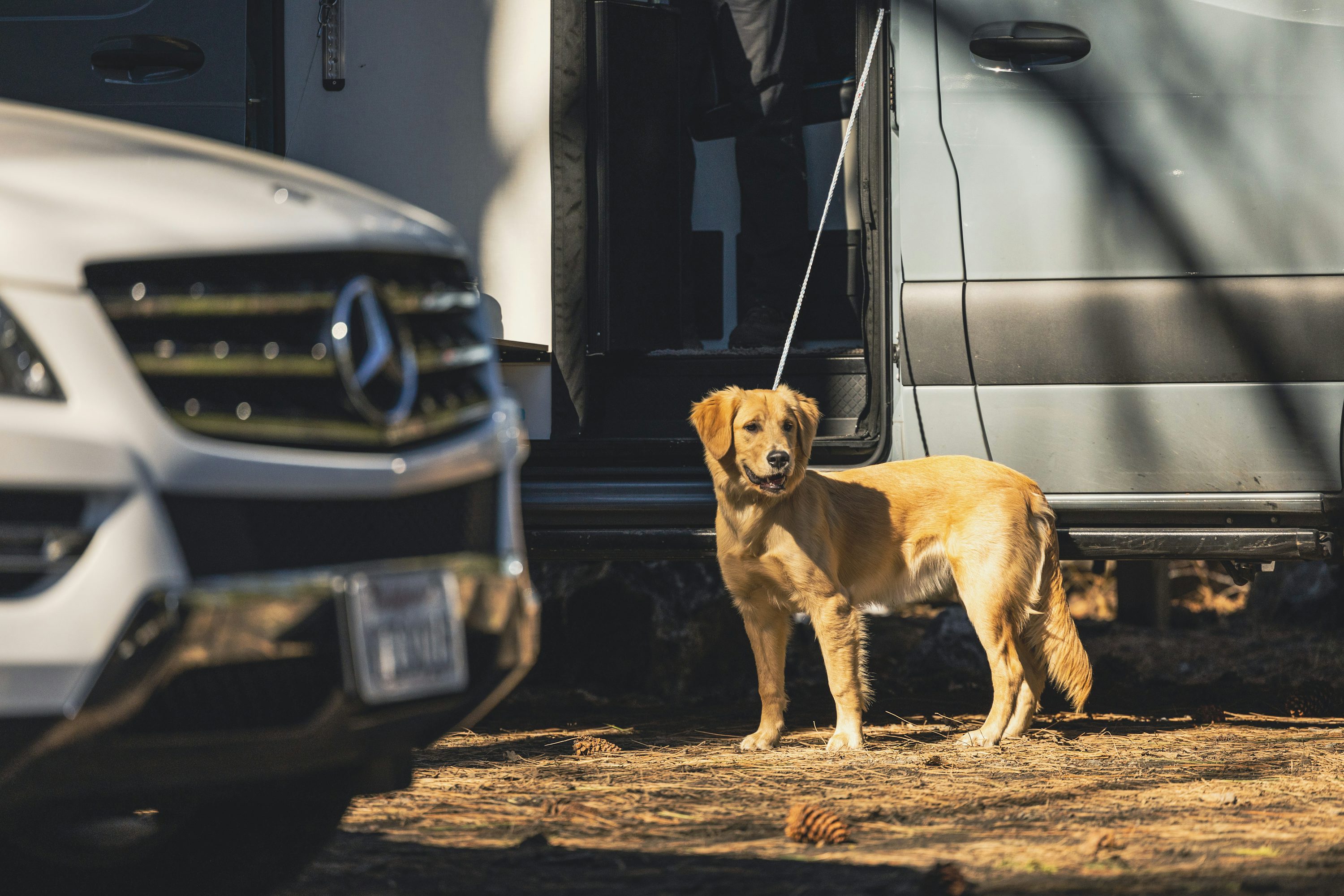 Mon chien refuse de monter en voiture : douleur articulaire ou peur ?
