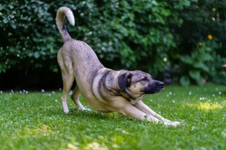 7 signes que ton chien a besoin de collagène (et que tu ignores peut-être)