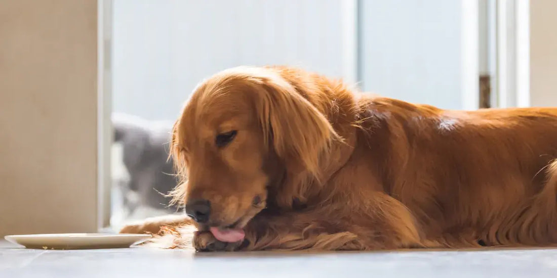 Mon chien lèche ses pattes sans arrêt : signal articulaire ou simple habitude ?