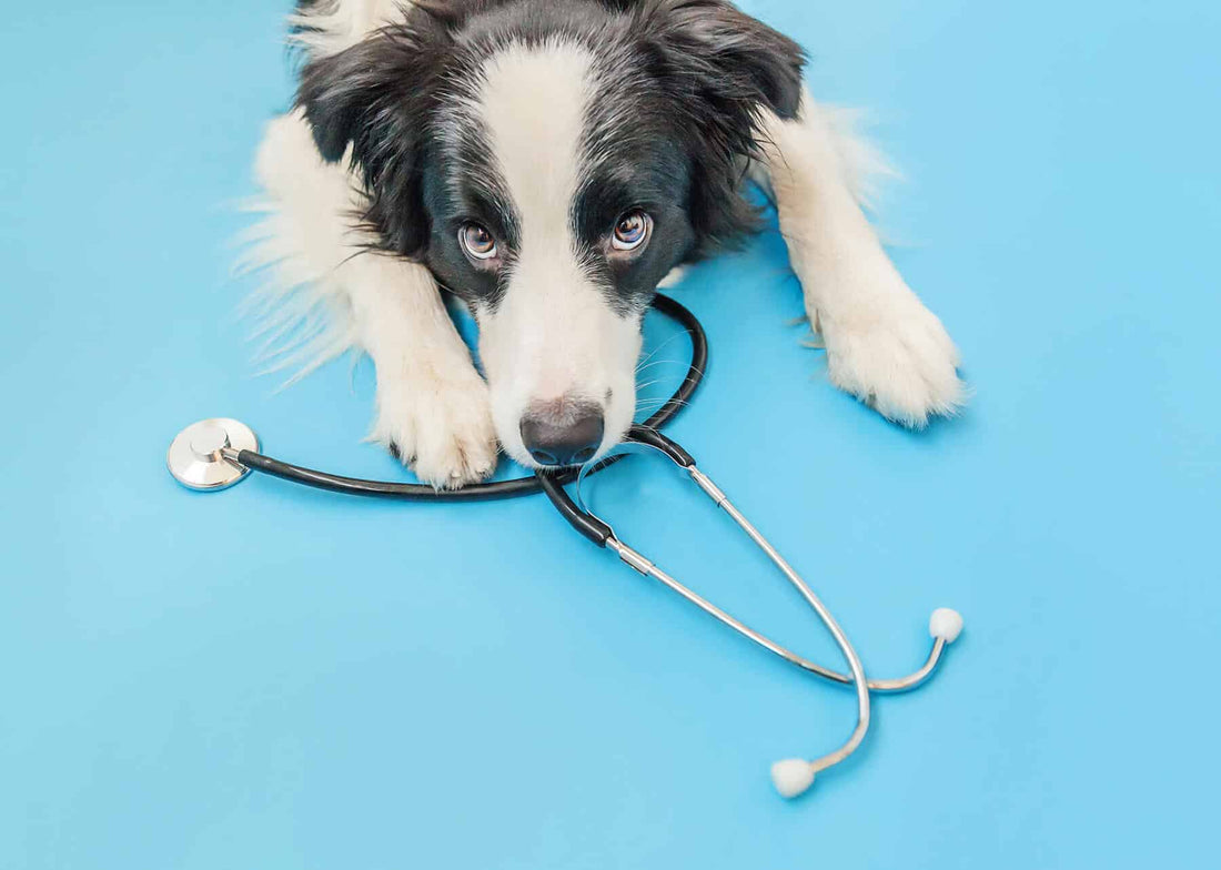 Mon chien vient d'être stérilisé : comment protéger ses articulations maintenant ?