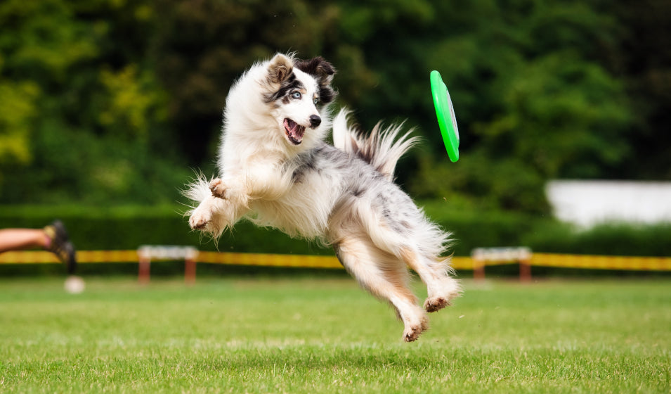 Mon chien fait du sport : comment prévenir les blessures avant qu’elles arrivent