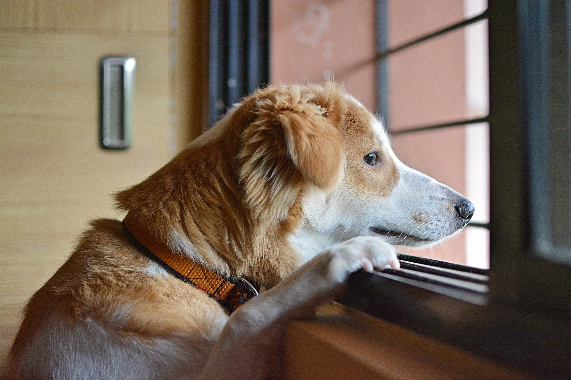 Mon chien senior panique quand je pars : douleur cachée ou anxiété réelle ?