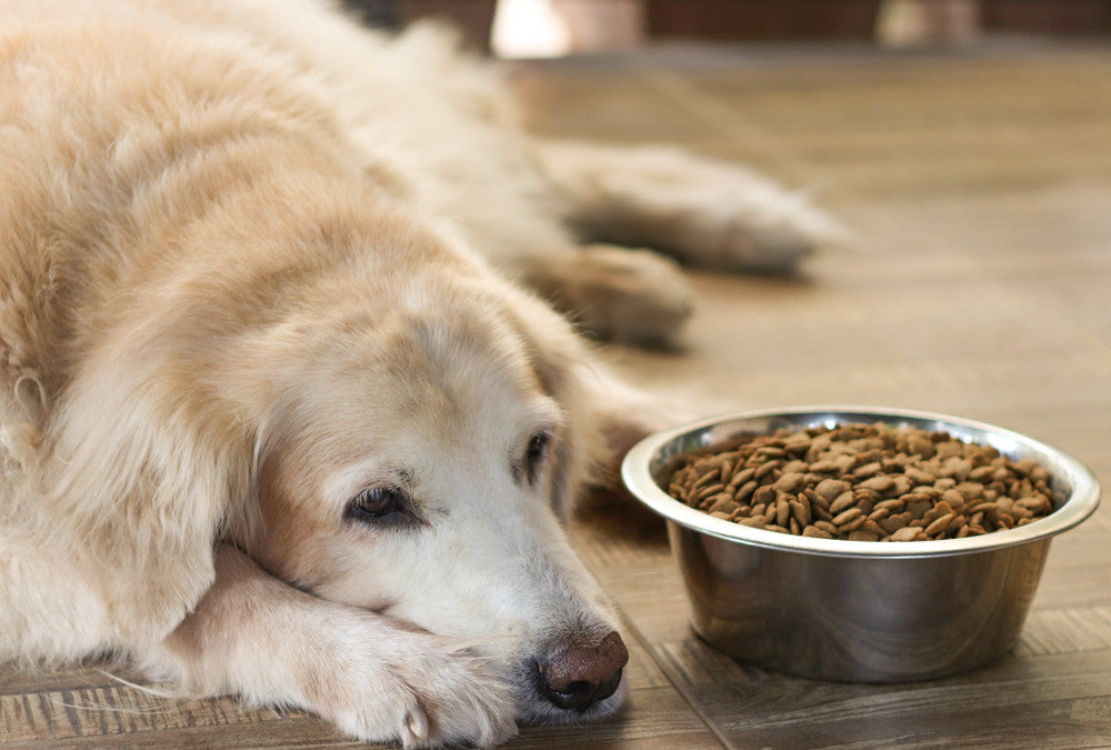 Quelle alimentation pour chien senior : le guide complet pour préserver sa vitalité