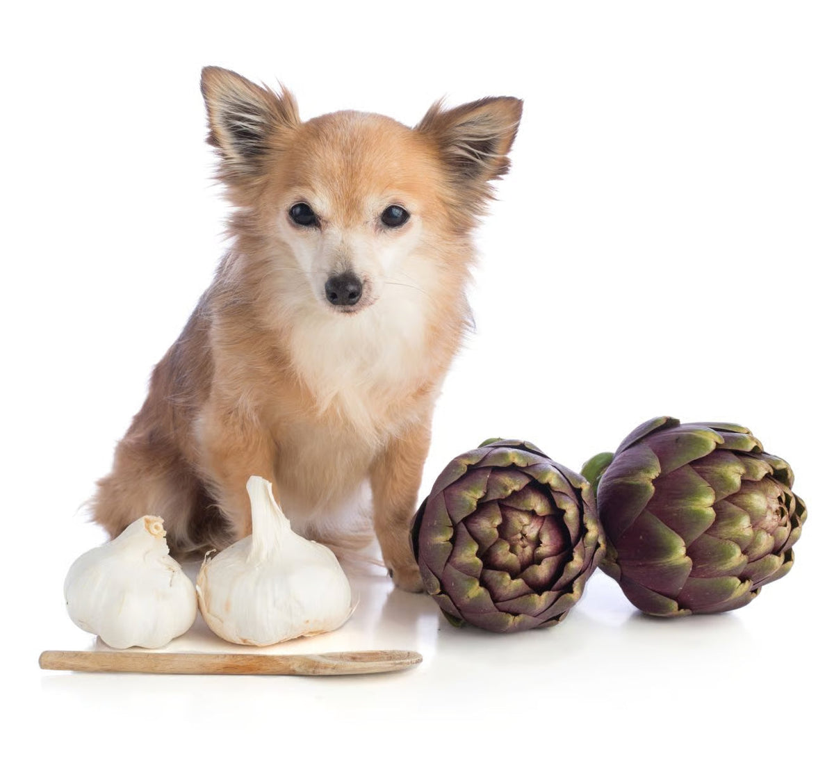 Artichaut pour chien : bienfaits réels, limites et lien avec les articulations