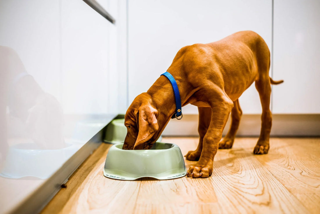 Mon chien a été stérilisé et il grossit : ce que ça fait à ses articulations