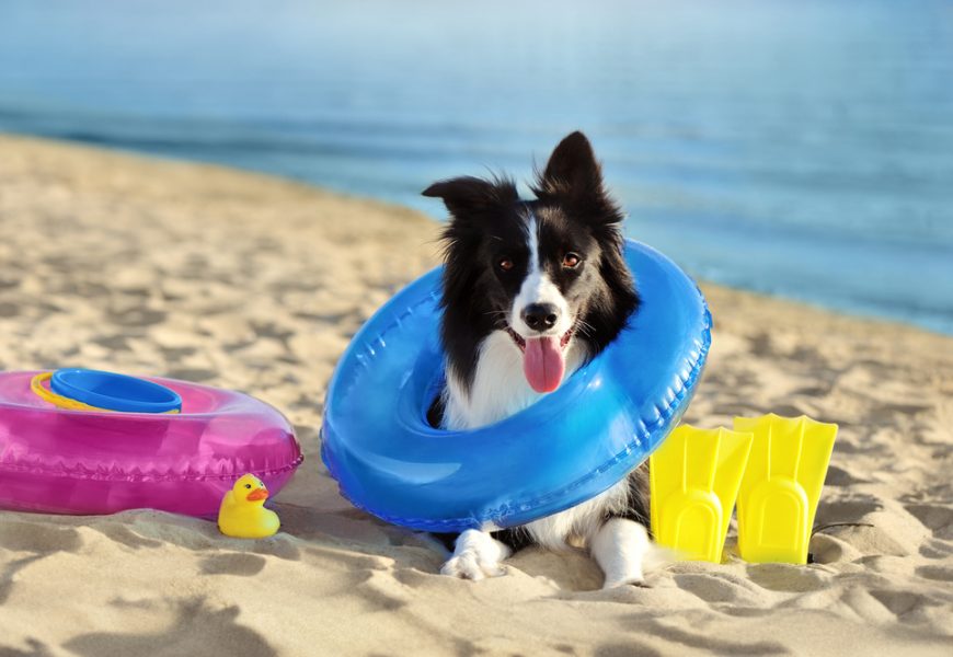 Partir en vacances avec un chien senior douloureux : ce qu'il faut préparer pour ne pas aggraver ses articulations