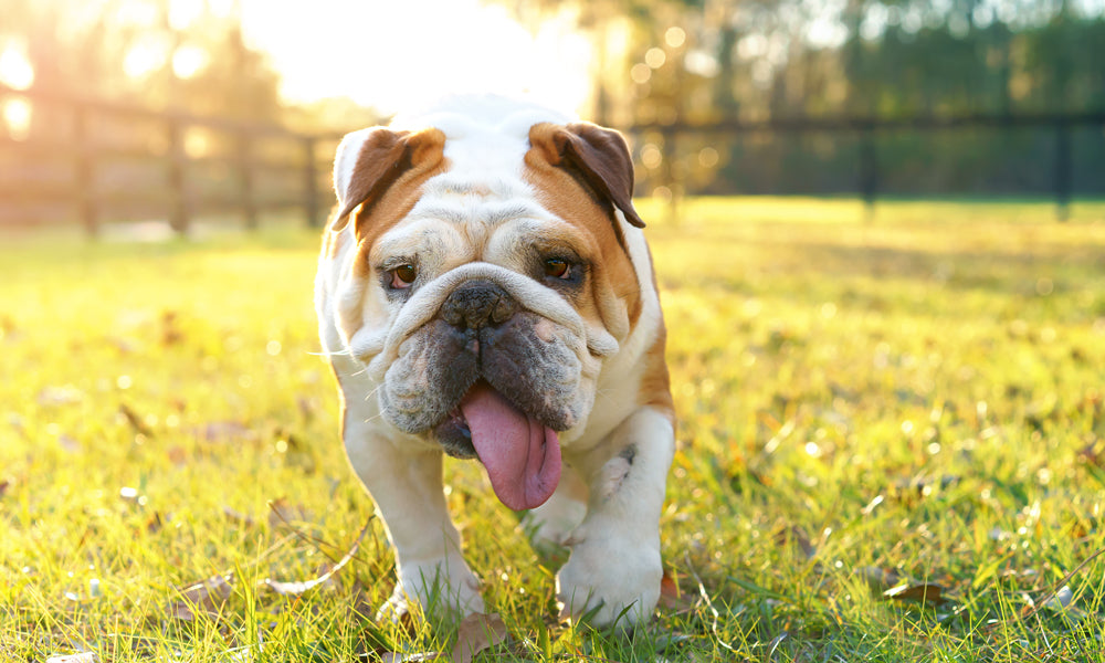 Mon chien halète sans raison apparente : le lien avec la douleur chronique