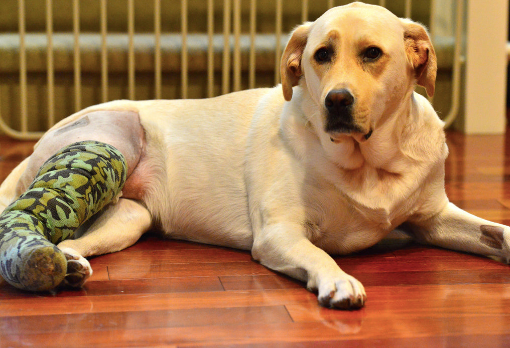 Mon chien s'est blessé un tendon et le véto dit d'attendre : est-ce vraiment suffisant ?