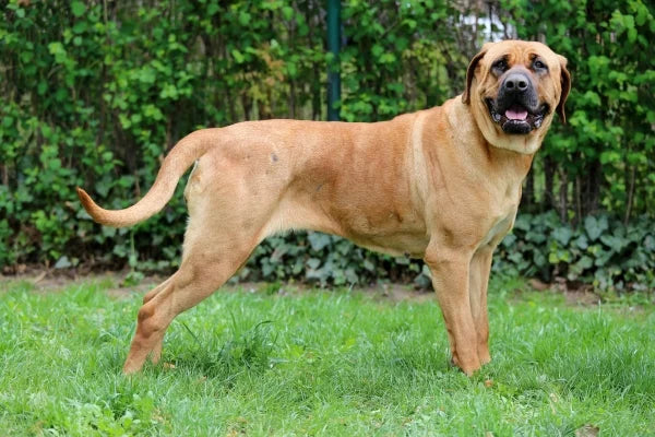 Races stoïques : 7 signaux que votre chien souffre sans le montrer