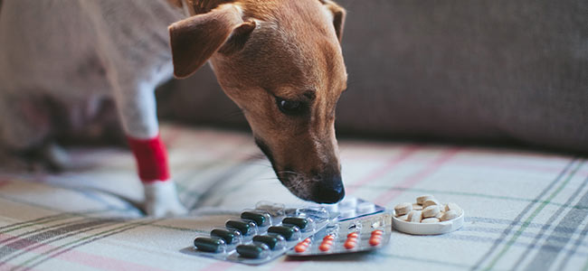 Mon chien prend des anti-inflammatoires depuis des mois : ce que ça fait vraiment à son corps