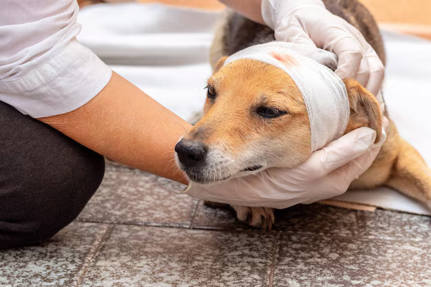 Mon chien s'est blessé : comment l'aider à récupérer sans abimer ses articulations