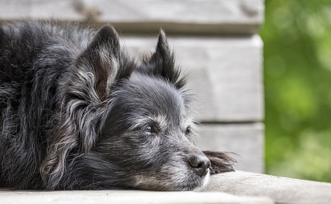 Mon chien a 8 ans : la routine articulaire quotidienne qui change vraiment les choses