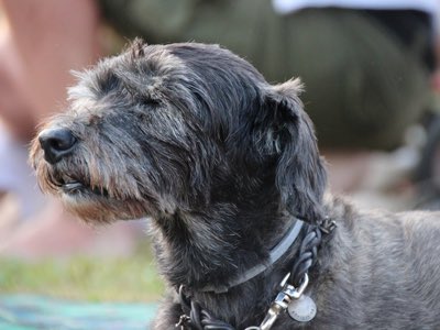 Chien faible qui tremble : causes, signaux d'alerte et ce que tu peux faire pour lui