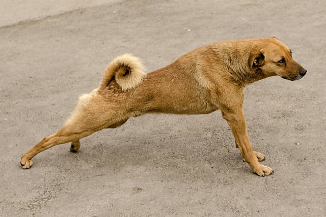 Mon chien s'étire les pattes arrières : signal normal ou signe de gêne ?