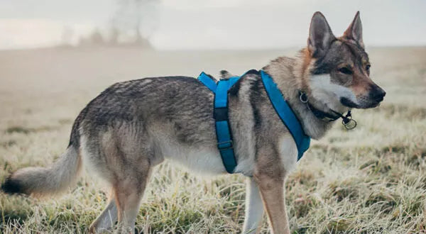 Arthrose du chien : quelles activités physiques adaptées pour soulager les douleurs ?
