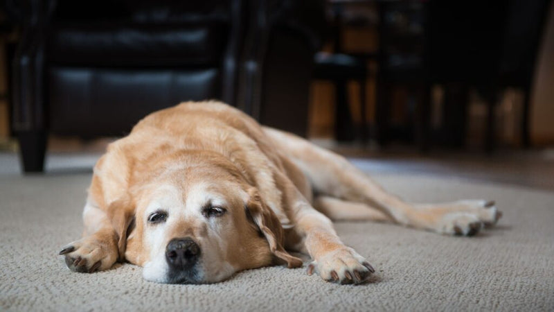 Chien qui souffre d'arthrose