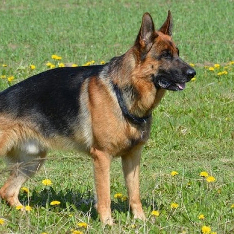 Photo de notre chien