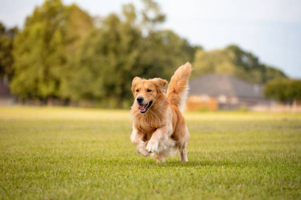 Chien heureux avec produit Kriath